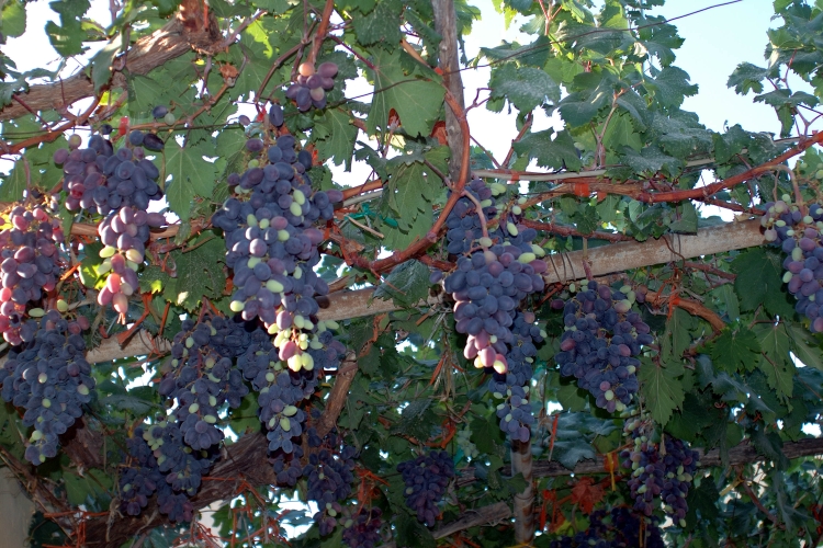 Grapes of Crete